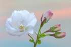 Washington State-Seabeck Flowering cherry blossom and buds Art Print